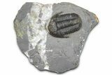 Inflated Proetid Trilobite - Jorf, Morocco #362848-1
